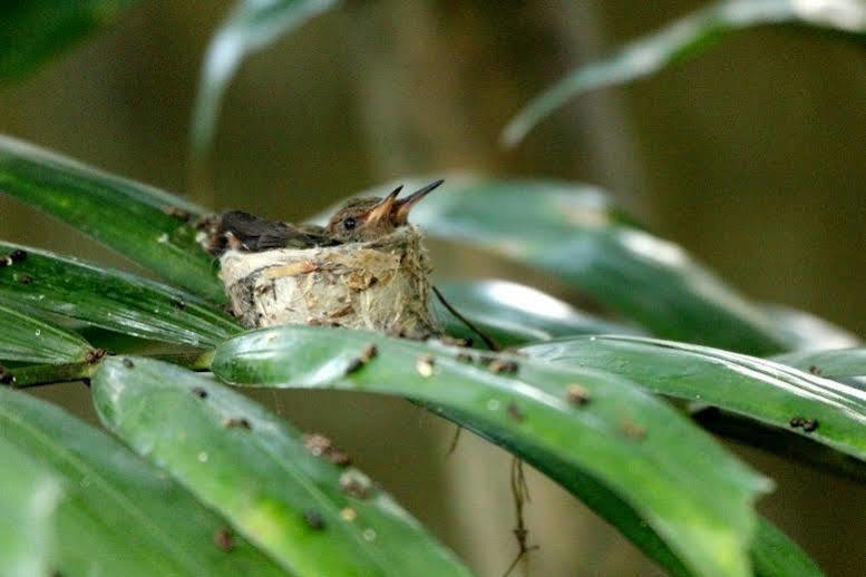 Baru Lodge Panama 外观 照片