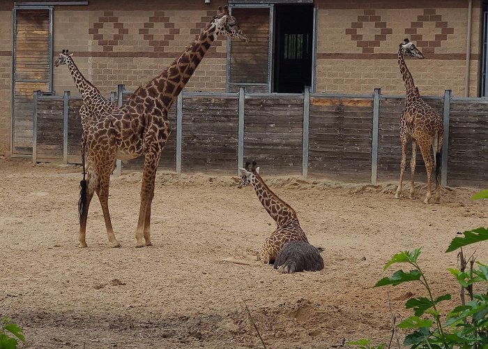 Houston Zoo photo