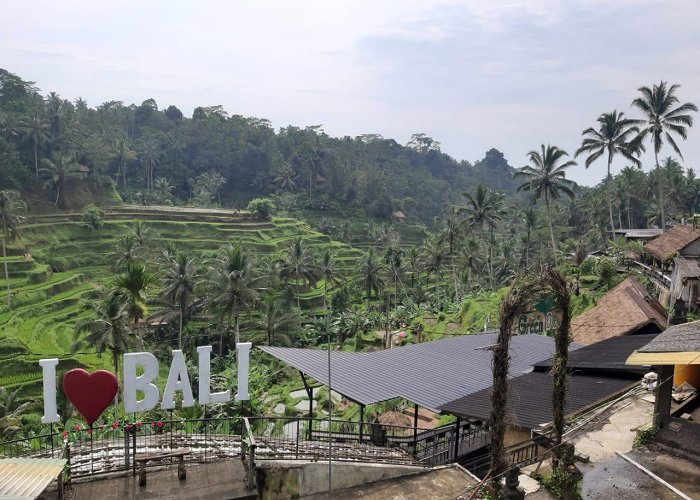 Ubud Monkey Forest photo