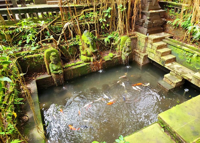 Ubud Monkey Forest photo