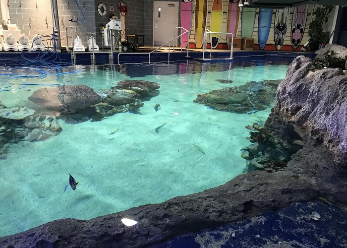 OdySea Aquarium photo