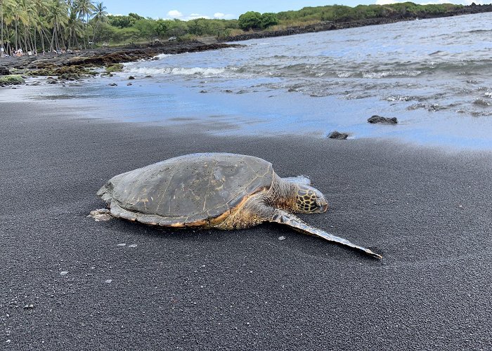 Punaluʻu Black Sand Beach photo