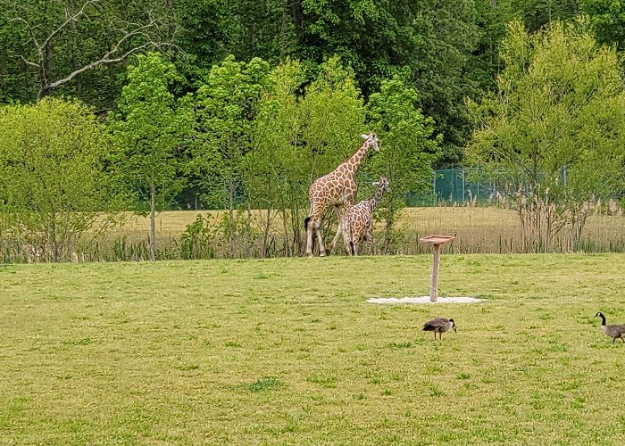 Cape May County Park & Zoo photo