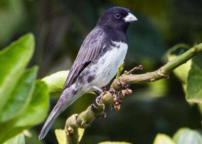 Paulo César Vinha State Park Dubois's Seedeater - eBird photo