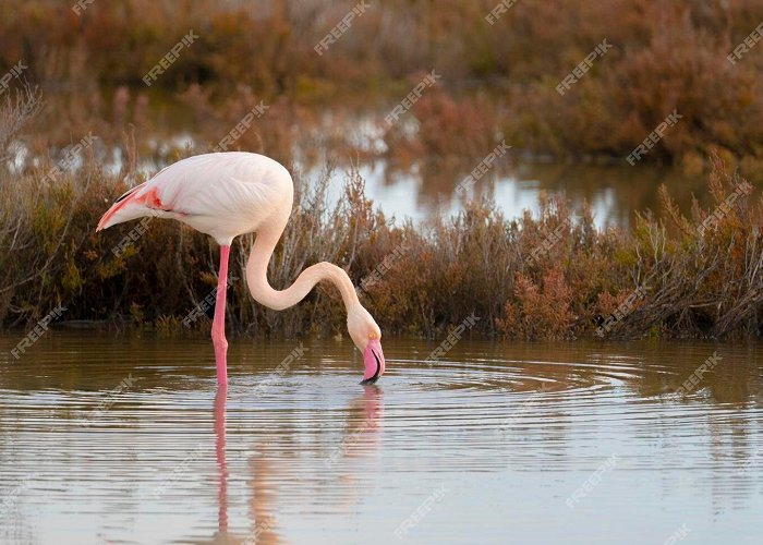 Molentargius Natural Park Premium Photo | Pink flamingo looks for food in the molentargius ... photo