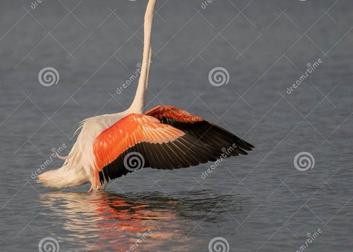 Molentargius Natural Park Close Up Adult Pink Flamingo in Its Natural Environment, Cagliari ... photo