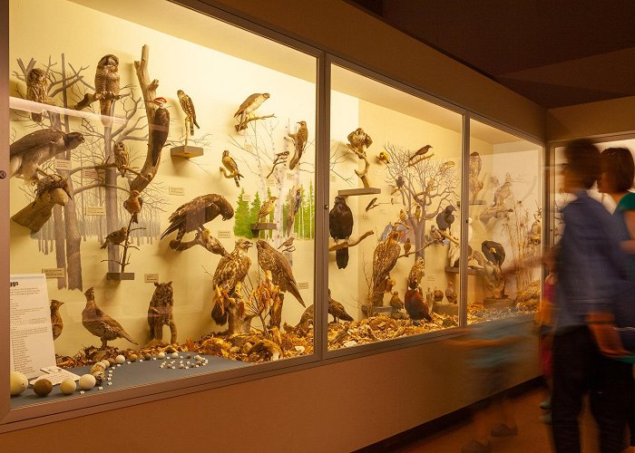 Natural History Museum Museum of Natural History Tours - Book Now | Expedia photo