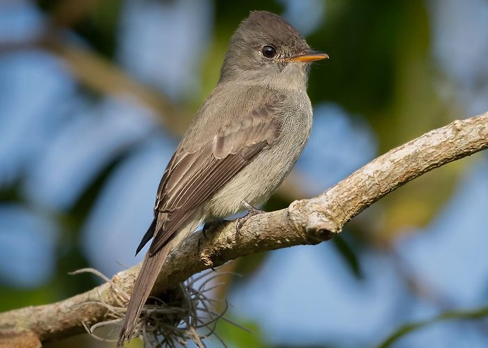Carmo Bernardes Park Spix-piewie (cinereus groep) - eBird photo