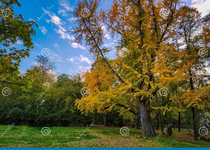 Della Chiusa Park Talon park at sunset stock photo. Image of della, nature - 241590838 photo