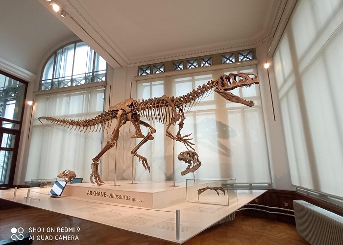 Museum of Natural Sciences Museum of Natural Sciences, Brussels (allosaur) : r/Dinosaurs photo