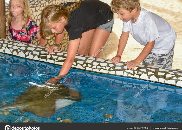 Tamar Project Children caressing breed fish on Project Tamar tank at Praia do ... photo