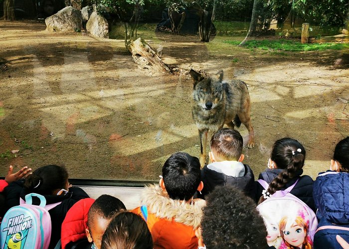 Barcelona Zoo JOAN SALVAT PAPASSEÏT VISITS WOLVES | Zoo Barcelona photo