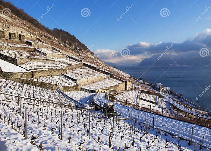 Lavaux Vineyard Terraces Epesses in Lavaux during Winter with Snow Stock Image - Image of ... photo