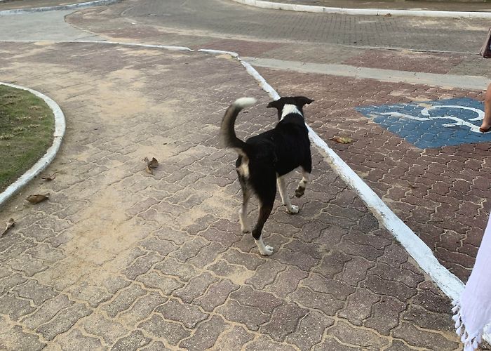 Dogs House A Baby Tapir I met, saved from poachers, in Caño Cristales ... photo