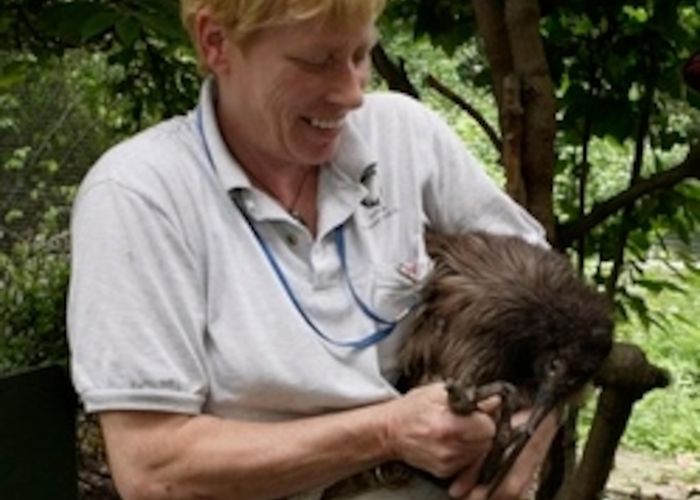 Rainbow Springs Nature Park and Kiwi Encounter For the Birds: Meet a Kiwi photo