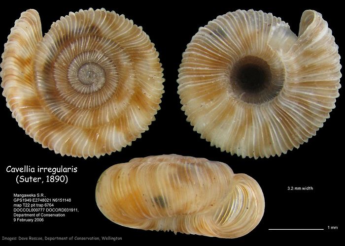 Department of Conservation Cavellia irregularis · iNaturalist photo