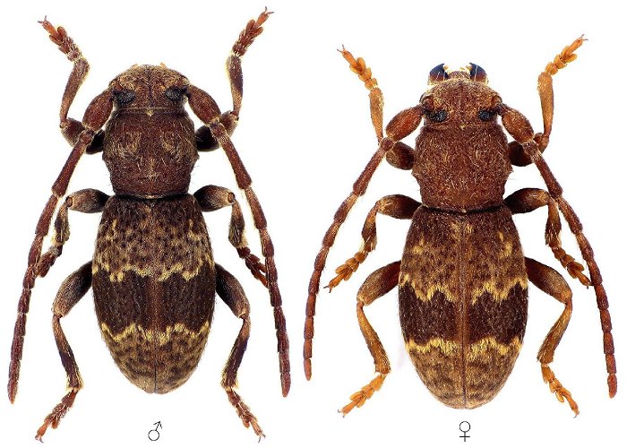Vallio Terme Cerambycidae Species Details photo