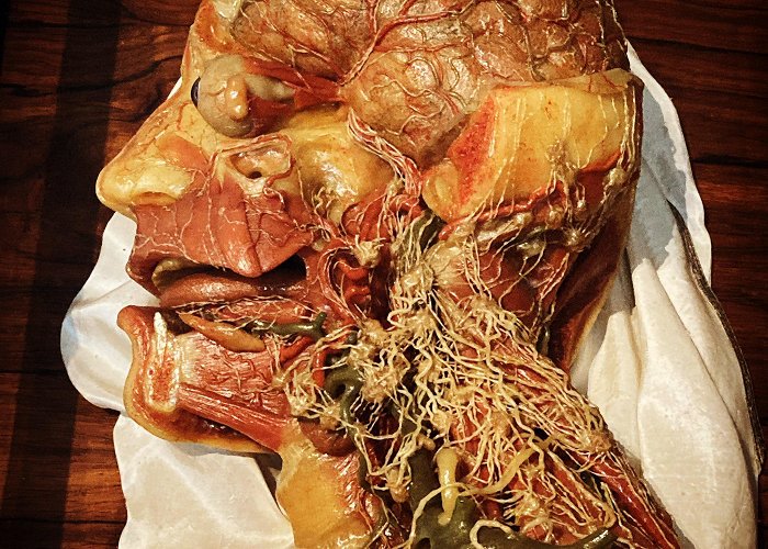 Josephinum An eighteenth century wax model showing the anatomy of the head ... photo