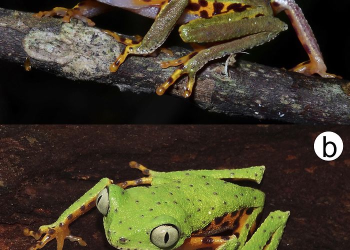 Fonseca's Peak A new species of spotted leaf frog, genus Phasmahyla (Amphibia ... photo