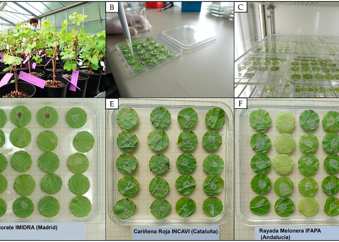 Estacion Pinilla Plants | Free Full-Text | Variation in Susceptibility to Downy ... photo