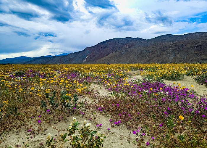 Anza-Borrego Desert State Park Flower Bloom Updates photo