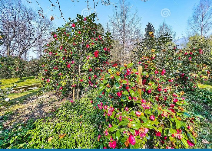 Camellia Park Locarno Camellia Park of Locarno, Switzerland Stock Photo - Image of ... photo