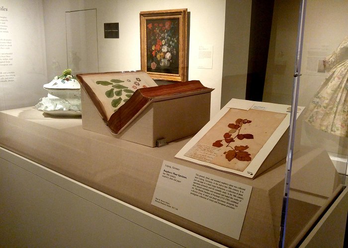 German Books and Papers Museum From the Library: Cross-Pollination: Flowers in 18th-Century ... photo