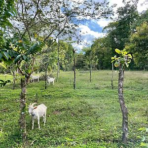 Finca Isla Rainforest Retreat Aguas Zarcas Exterior photo