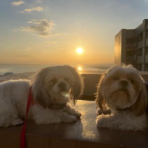 Cuddle & Doodlz'S Pet Friendly Place At The Radiance Manila Bay Exterior photo