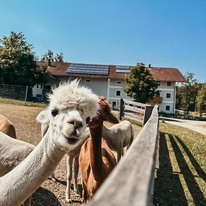 AmerangFerienhof Petermuhle Urlaub Mit Alpakas公寓 Exterior photo