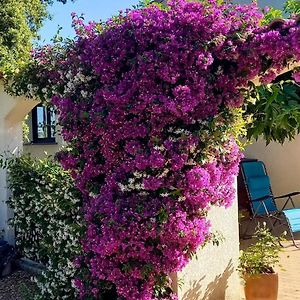 Appartement De 2 Chambres Avec Jardin Amenage Et Wifi A Cuttoli Corticchiato Exterior photo