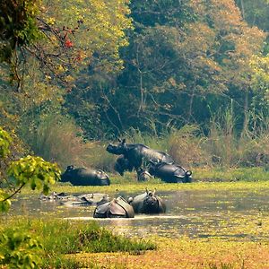 Chitwan Gaida Lodge - Animal Lovers & Birdwatchers Paradise 索拉哈 Exterior photo