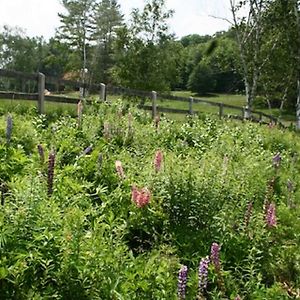 Chester Farmhouse On 100 Acres, 15 Min To Okemo!别墅 Exterior photo